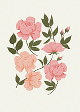 Открытка Булкова «Розовые розы»