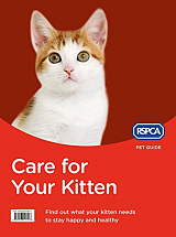 Care for your kitten